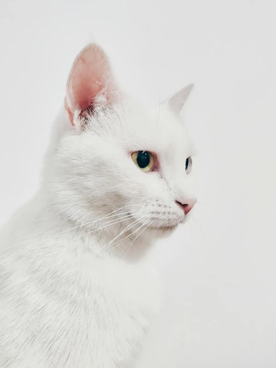 a white cat sitting on top of a table