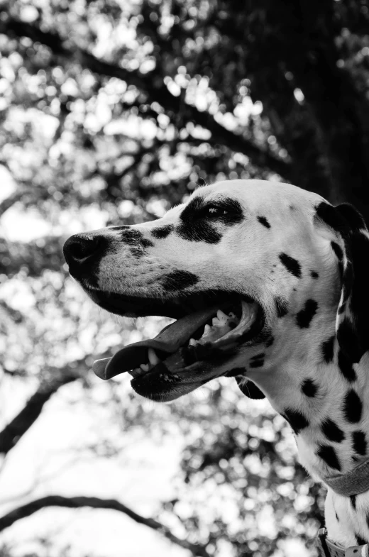 a black and white photo of a dalmatian dog, unsplash, taken in the early 1990s, ((portrait)), 35 mm, sneering