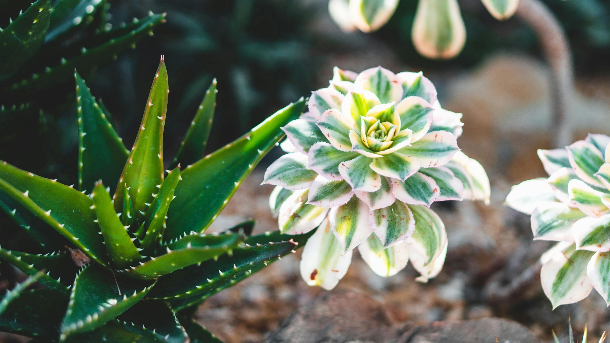 a couple of plants that are in the dirt, unsplash, photorealism, spiky, pink white and green, jaw-dropping beauty, serrated point