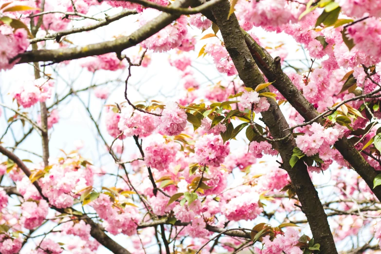 a bird perched on a branch of a cherry tree, by Carey Morris, unsplash, visual art, lush sakura trees, 2 5 6 x 2 5 6 pixels, persephone in spring, cotton candy trees