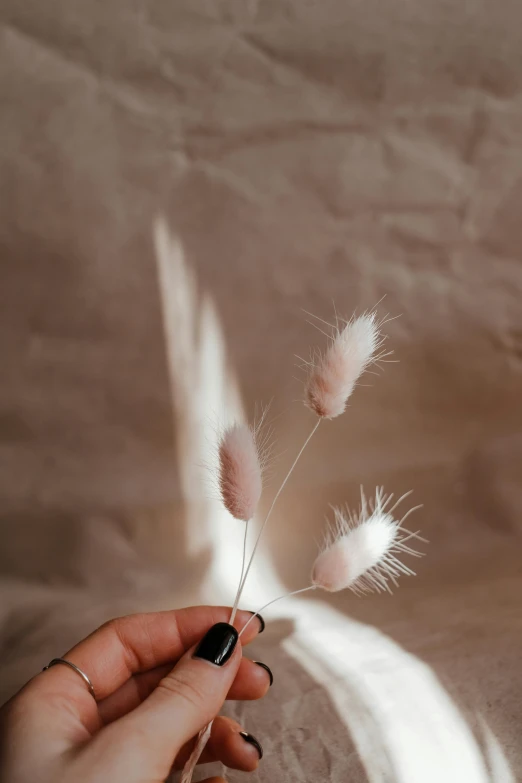 a person holding a feather in their hand, a colorized photo, by Anna Boch, trending on pexels, cotton candy bushes, soft studio light, white sweeping arches, miniature product photo