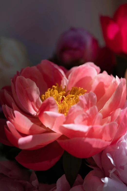 a close up of a bunch of flowers, peony, with the sun shining on it, slide show, no cropping