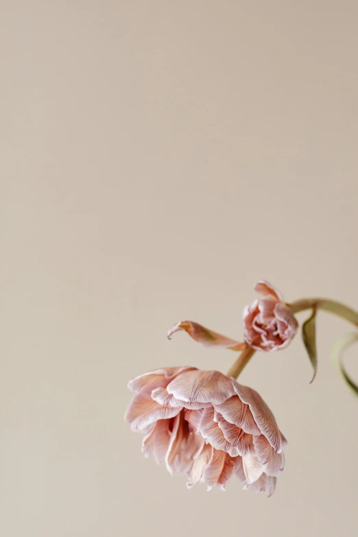 a close up of a flower in a vase, unsplash, romanticism, made of silk paper, pastel pink skin tone, sorrow, background image