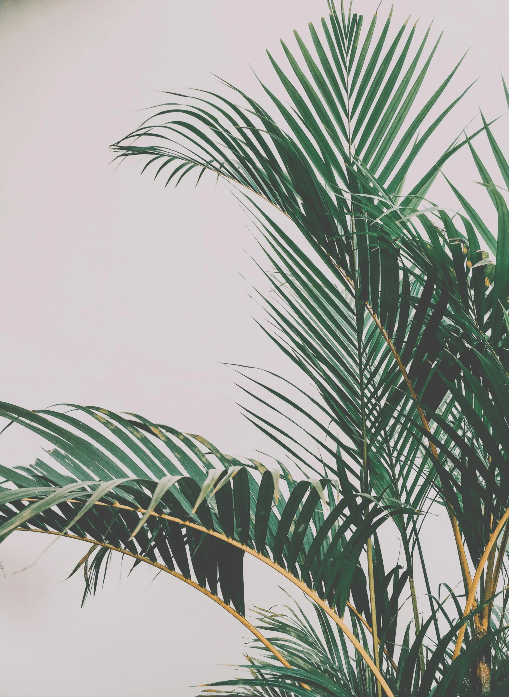 a palm tree in front of a white wall, trending on unsplash, solid background, multiple stories, low quality photo, made of bamboo