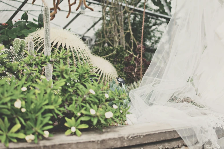 a bride and groom standing next to each other in a greenhouse, unsplash, draped with water and spines, desaturated, pincushion lens effect, instagram picture