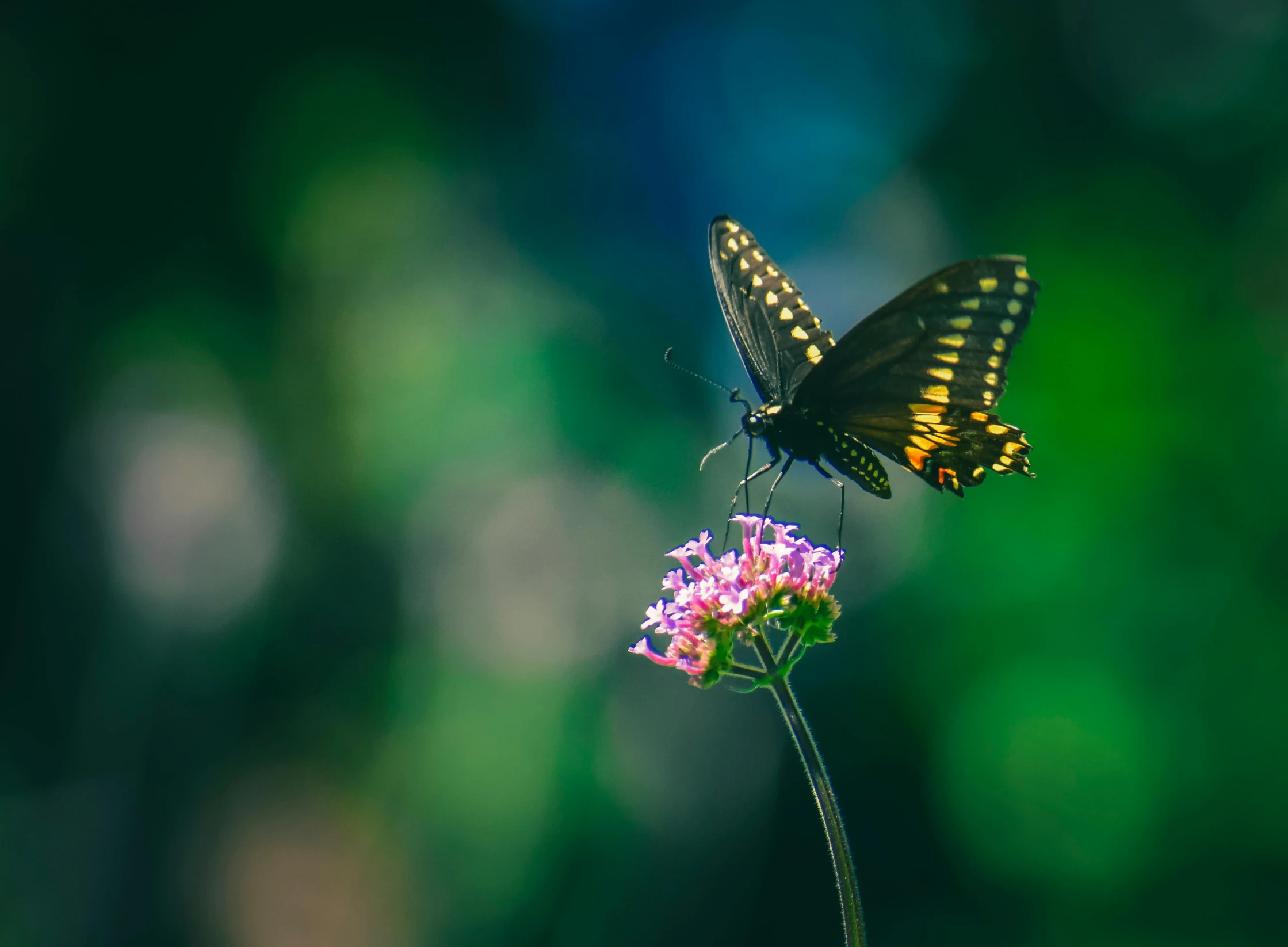 a butterfly that is sitting on a flower, by Alison Geissler, pexels contest winner, fan favorite, medium format. soft light, swallowtail butterflies, low angle shot