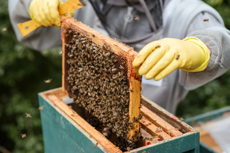 a beekeeper inspects a beehive full of bees, an album cover, trending on pexels, brown, handheld, grey, frontal close up
