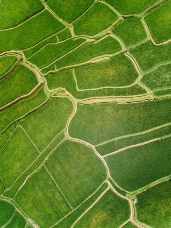 an aerial view of a green rice field, unsplash contest winner, land art, square lines, uneven, background image, #green