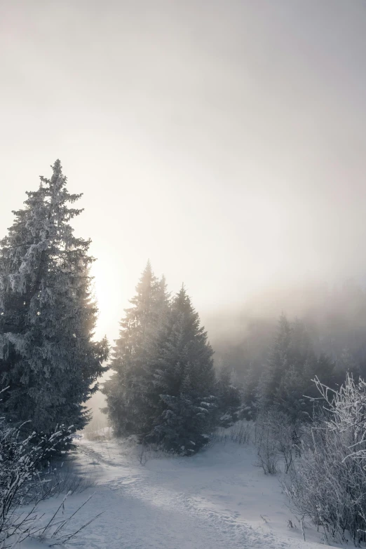 a couple of trees that are in the snow, by Harry Haenigsen, pexels contest winner, romanticism, light haze, evergreen, silver，ivory, tourist photo