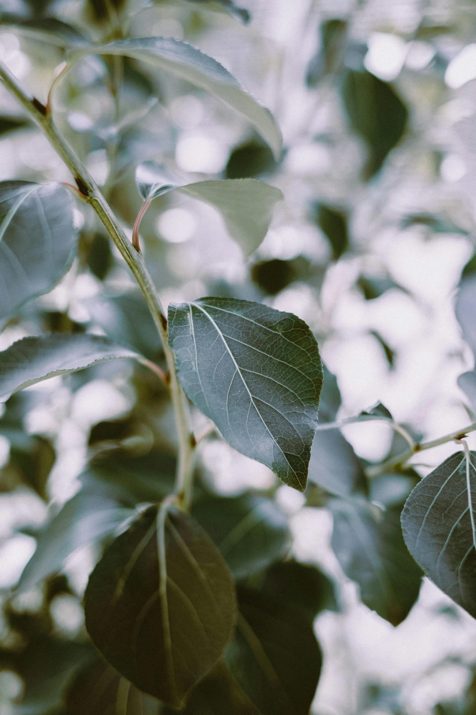 a close up of some leaves on a tree, an album cover, trending on pexels, silver and muted colors, shot on 85mm, eucalyptus, max dennison