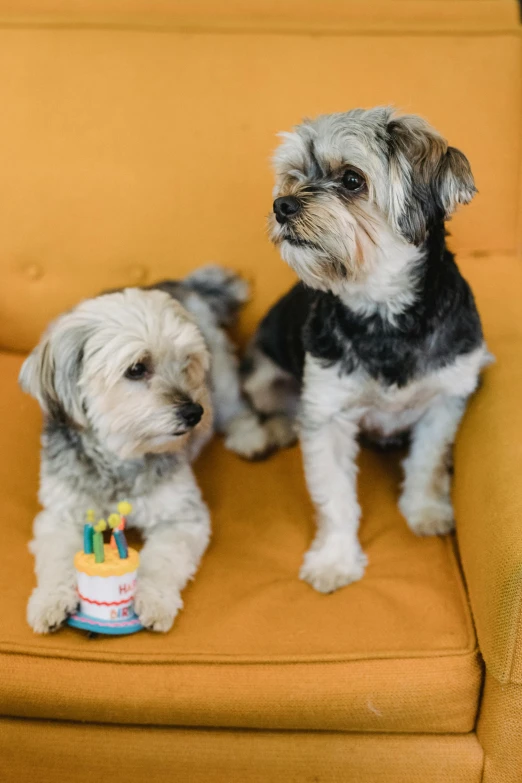 two small dogs sitting on a yellow chair, a portrait, by Winona Nelson, pexels, holding a birthday cake, candles!, contain, aged