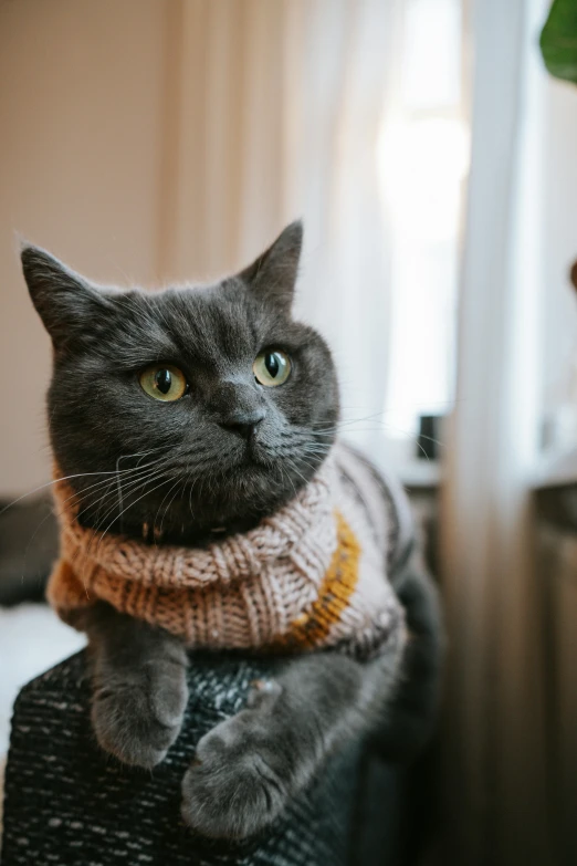 a close up of a cat wearing a sweater, by Julia Pishtar, trending on unsplash, cowl, dressed in a gray, indoor picture, aristocratic