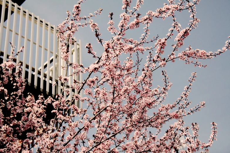 a tree with pink flowers in front of a building, a picture, unsplash, sōsaku hanga, brutalism style, spring season city, brown, panels