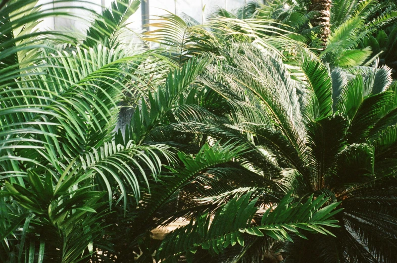 a group of palm trees sitting next to each other, inspired by Thomas Struth, unsplash, hurufiyya, verdant plant wall, vivarium, in a garden full of ferns, photo taken on fujifilm superia