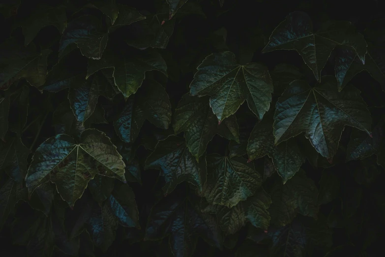 a fire hydrant sitting in the middle of a lush green forest, an album cover, inspired by Elsa Bleda, unsplash contest winner, australian tonalism, cannabis leaves, dark wallpaper, large leaves, photography ultrafine detail