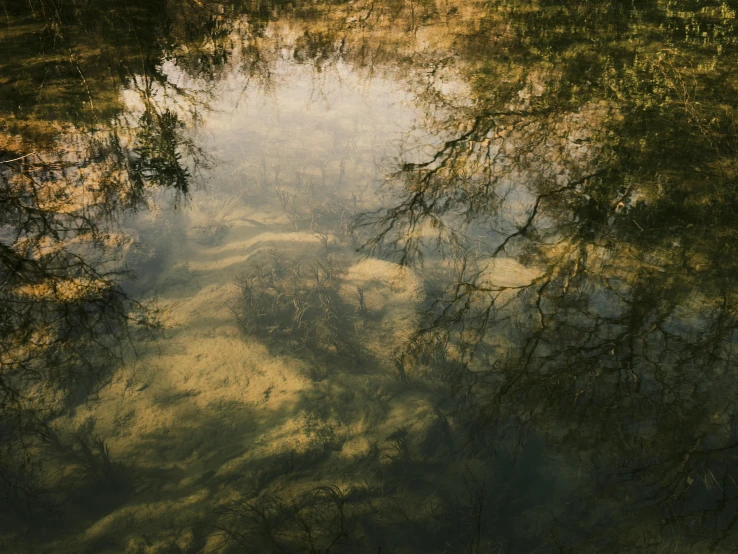 a body of water with trees reflected in it, a picture, inspired by Elsa Bleda, unsplash contest winner, tonalism, small fish swimming around, underwater caustics, high - angle view, afternoon sunlight