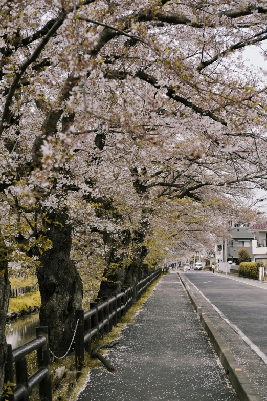 a street lined with lots of trees next to a road, inspired by Kanō Shōsenin, trending on unsplash, sōsaku hanga, flowing sakura silk, 🚿🗝📝, full frame image, canal