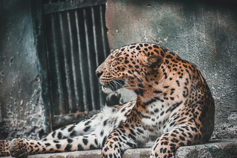 a close up of a leopard laying on a rock, pexels contest winner, 🦩🪐🐞👩🏻🦳, gif, exquisitely ornate, 2 0 0 0's photo