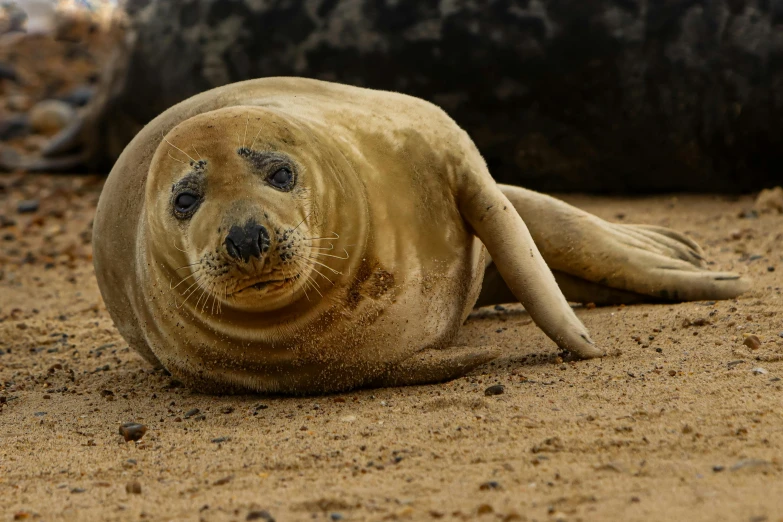 a seal laying on top of a sandy beach, a portrait, by Julian Hatton, pexels contest winner, documentary still, a blond, rescalated 4 k, aged 2 5