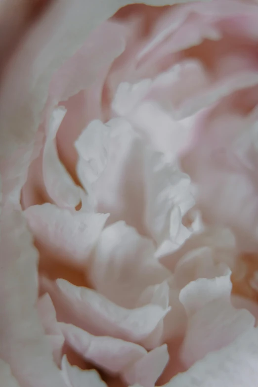 a close up of a pink flower on a table, a macro photograph, by Ruth Simpson, romanticism, cream, full frame image, peony flowers, soft light - n 9