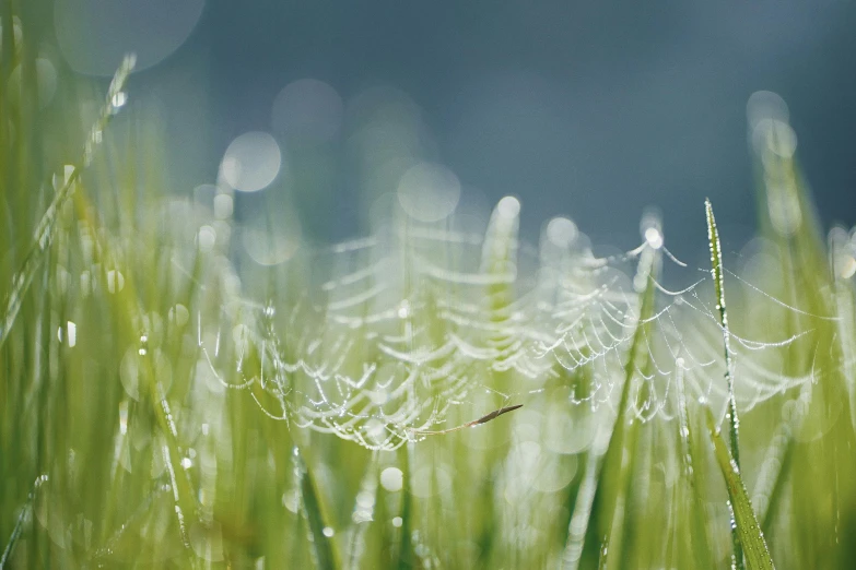 a spider web sitting on top of a lush green field, a macro photograph, by Niko Henrichon, light grey mist, shiny silver, ignant, bokeh soft