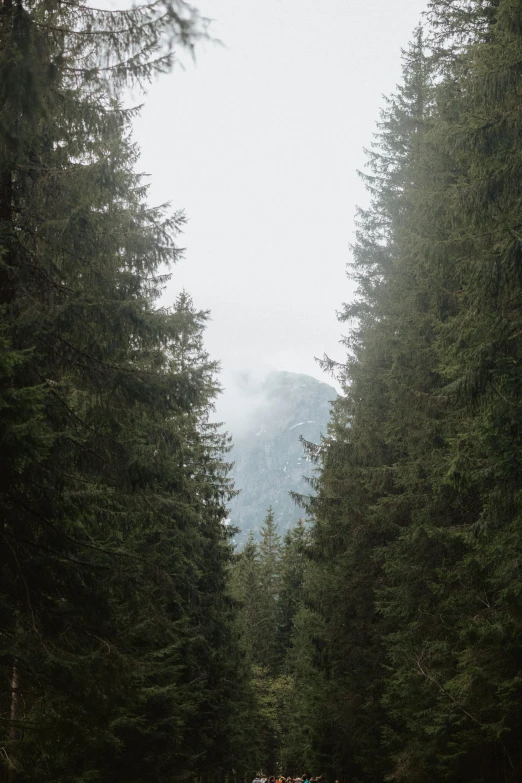 a group of people standing in the middle of a forest, by Anna Haifisch, unsplash, spruce trees on the sides, big overcast, in the swiss alps, ((trees))