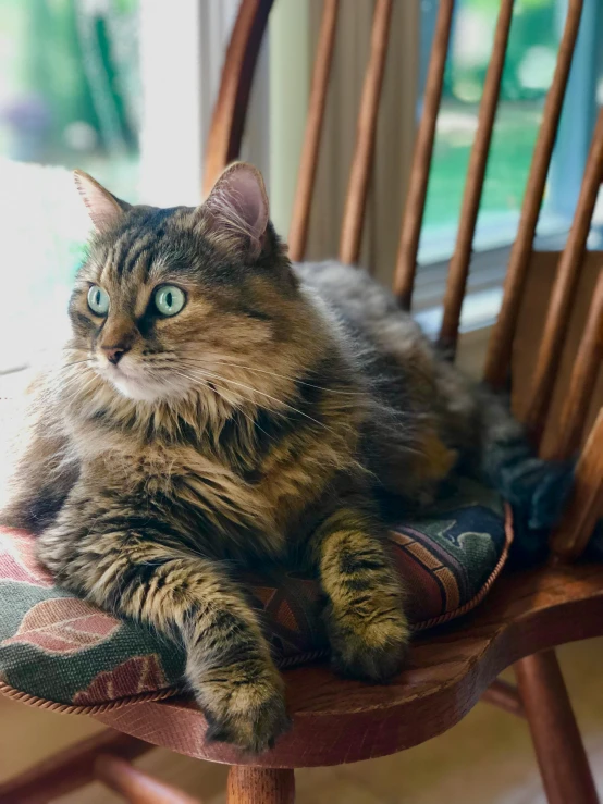 a cat sitting on top of a wooden chair, facing the camera