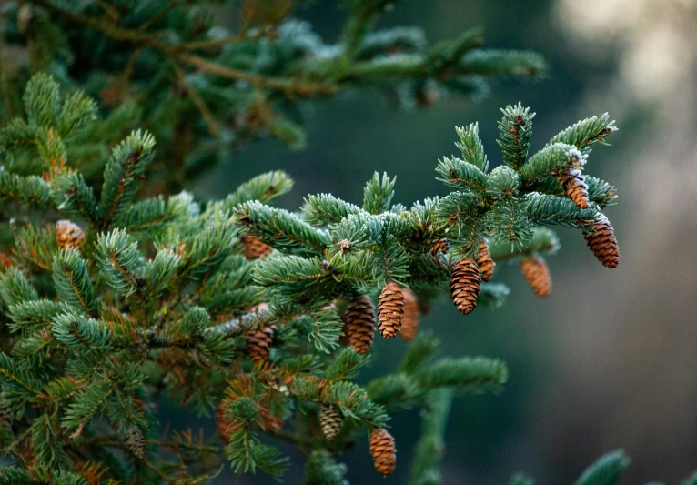 a close up of some pine cones on a tree, by Jessie Algie, unsplash, green and blue and warm theme, paul barson, freezing, 🦩🪐🐞👩🏻🦳