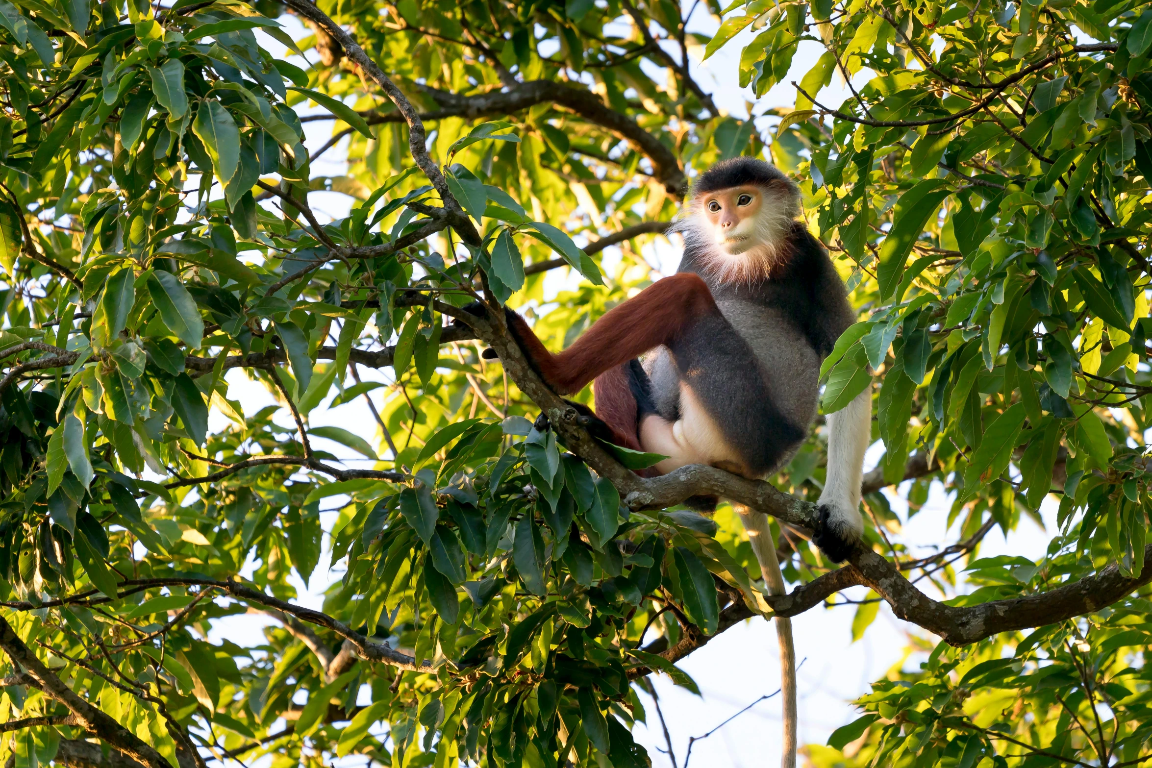 a monkey sitting on top of a tree branch, a portrait, flickr, avatar image, nuttavut baiphowongse, reddish, f/8