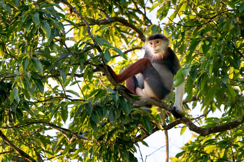 a monkey sitting on top of a tree branch, a portrait, flickr, avatar image, nuttavut baiphowongse, reddish, f/8