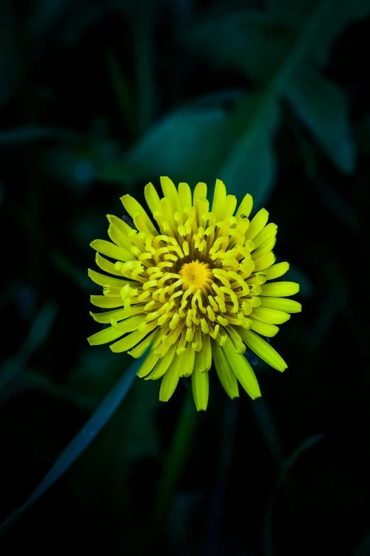 a yellow flower with green leaves in the background, a macro photograph, by Sven Erixson, unsplash, dandelion, against dark background, a high angle shot, wide angle”