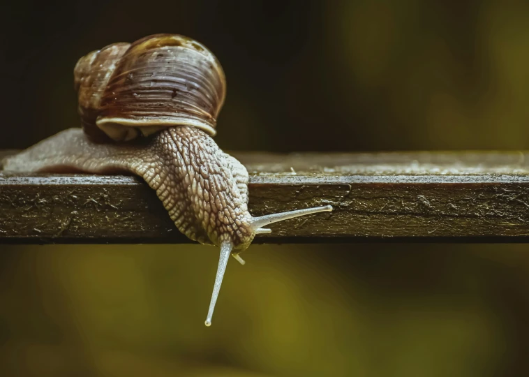 a snail sitting on top of a wooden rail, by Adam Marczyński, trending on pexels, renaissance, long snout, young male, 15081959 21121991 01012000 4k