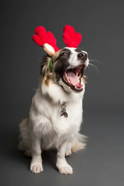 a dog with a pair of antlers on its head, inspired by Edwin Landseer, shutterstock contest winner, singing, studio shot, hi-res, holiday