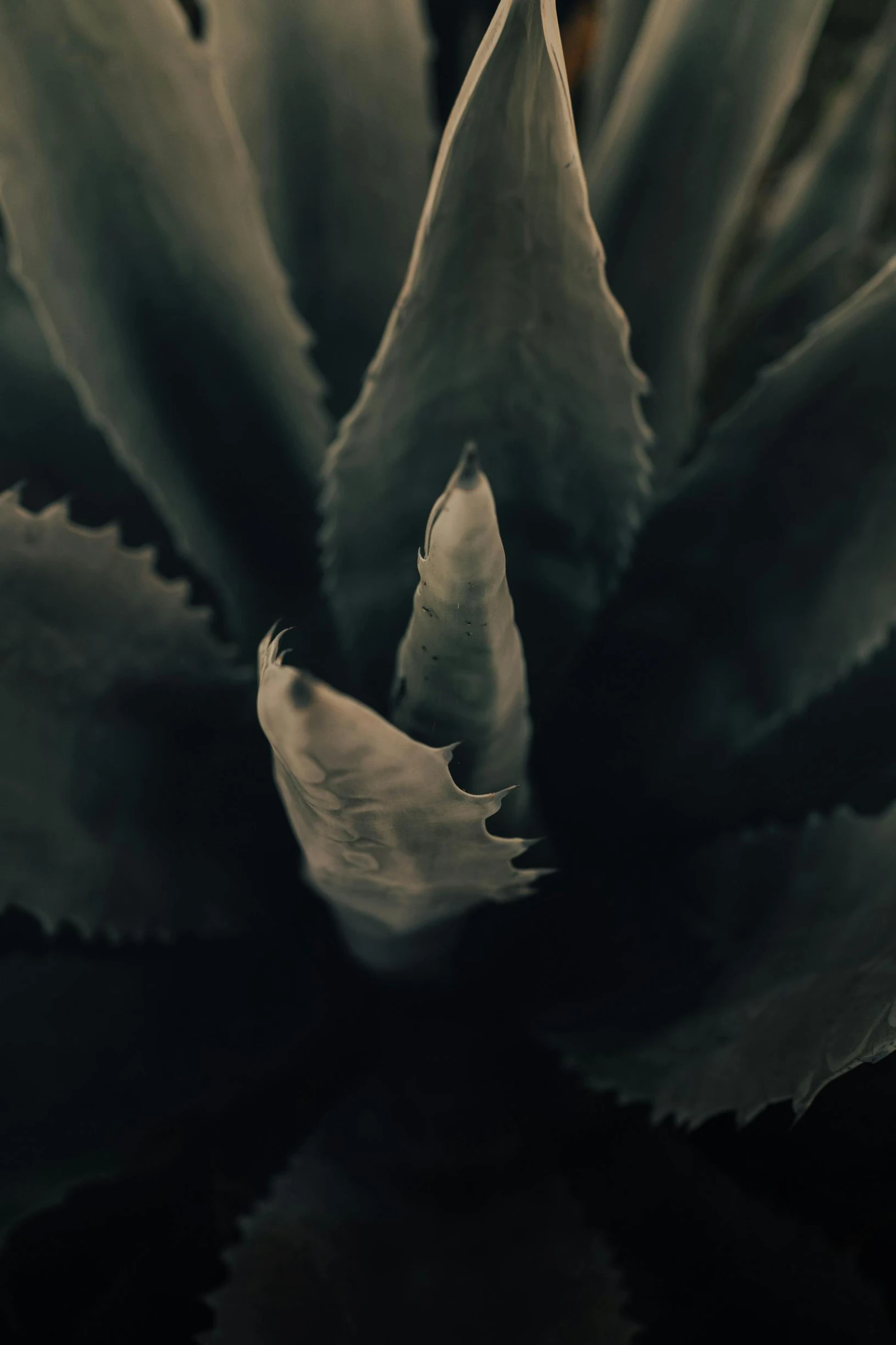a close up of a plant with leaves, pexels contest winner, serrated point, dark tone, cacti, today\'s featured photograph 4k