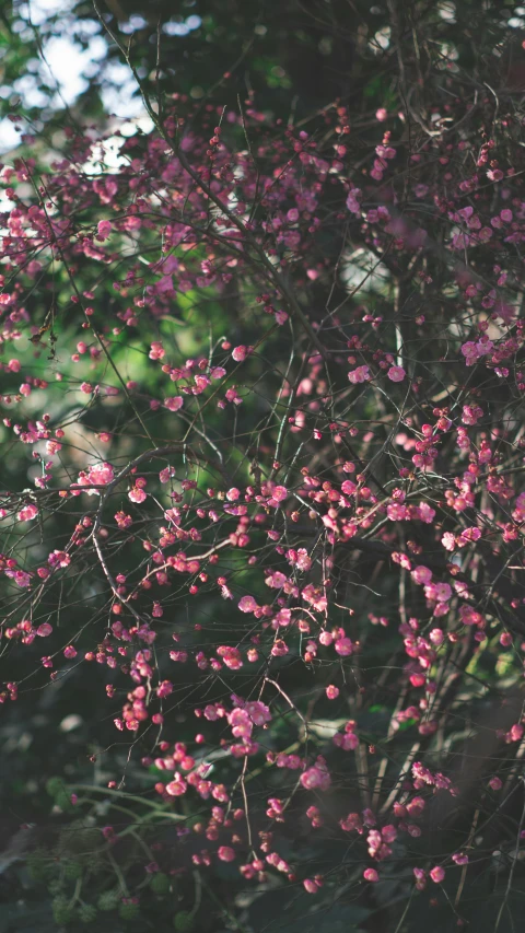 a red fire hydrant sitting on top of a lush green field, an album cover, inspired by Elsa Bleda, unsplash, arabesque, plum blossom, “berries, loosely cropped, february)