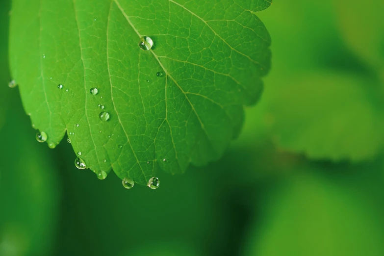 a close up of a leaf with water droplets on it, unsplash, rendered in 4 k, fan favorite, nothofagus, high - detailed