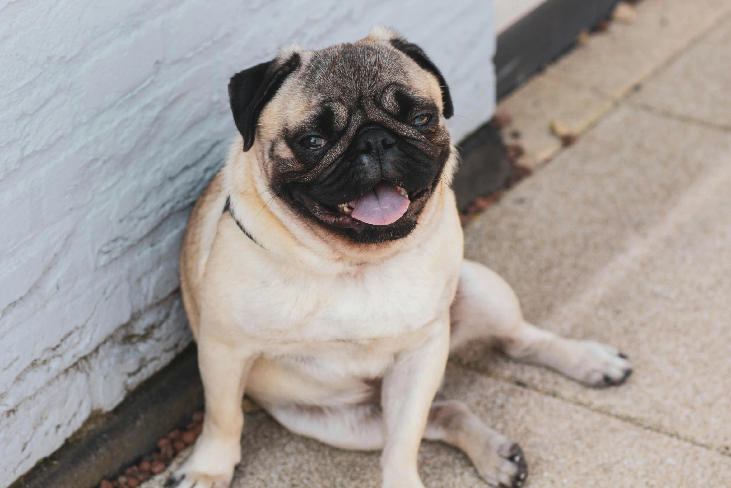 a dog sitting on the ground next to a wall, pexels contest winner, pug-faced, smiling down from above, peter griffin body type, youtube thumbnail