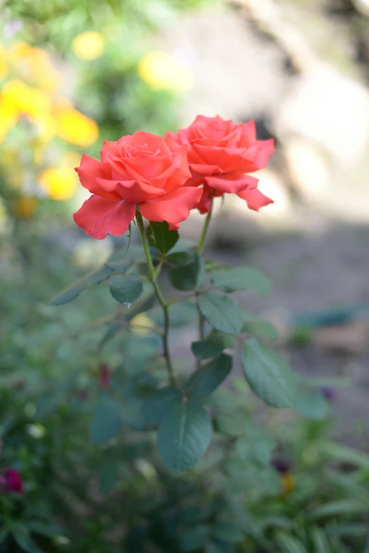 a couple of red roses sitting on top of a lush green field, in the garden, vibrant but dreary orange, mint, award - winning