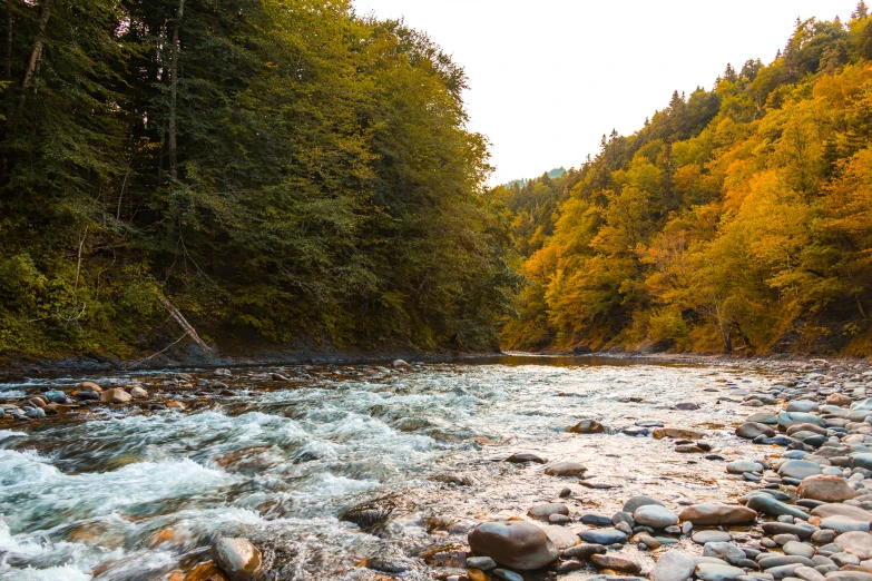 a river flowing through a lush green forest, hurufiyya, in the autumn, fan favorite, fishing, instagram post