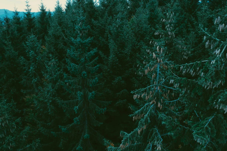 a man riding a snowboard down a snow covered slope, an album cover, inspired by Elsa Bleda, unsplash contest winner, lush evergreen forest, dark green color scheme, german forest, ((trees))