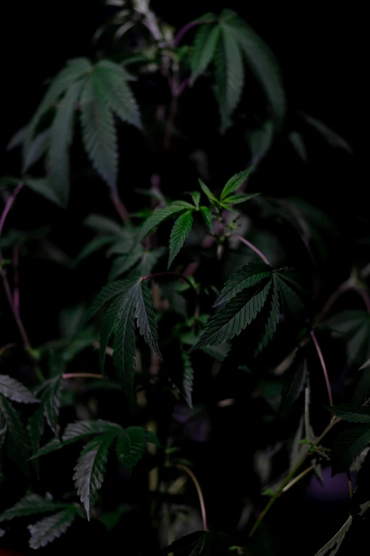 a close up of a plant with green leaves, inspired by Elsa Bleda, in a pitch black room, cannabis - sativa - field, purple - tinted, portrait of tall