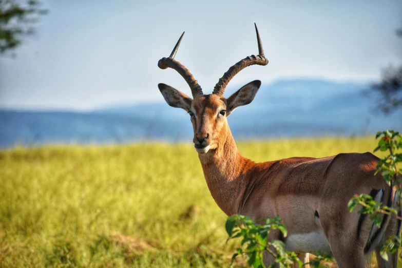 a large antelope standing on top of a lush green field, pexels contest winner, renaissance, in africa, thin antlers, instagram post, a handsome