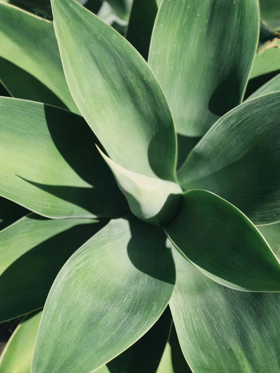 a close up of a plant with green leaves, highly upvoted, seafoam green, ((greenish blue tones))