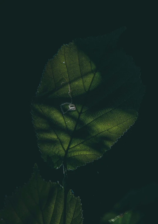 a close up of a leaf in the dark, inspired by Elsa Bleda, unsplash contest winner, conceptual art, drone view, magicavoxel, under the soft shadow of a tree, ilustration