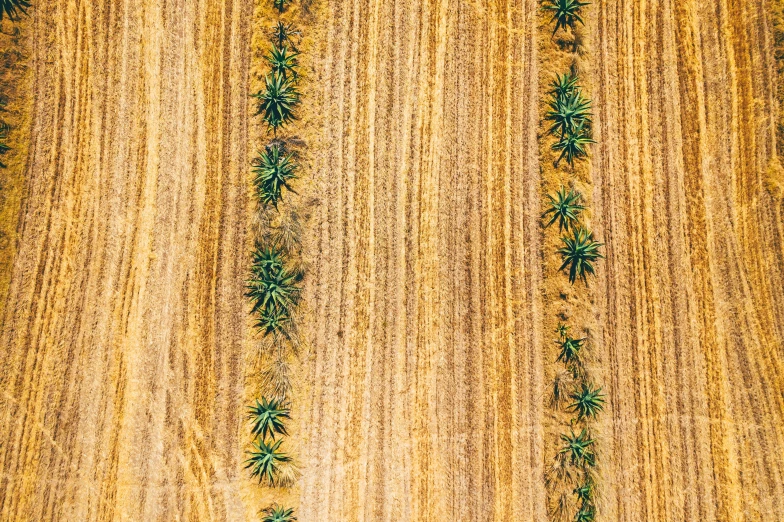 an aerial view of a tractor plowing a field, an ultrafine detailed painting, by Dietmar Damerau, unsplash, land art, palm skin, in a row, cannabis - sativa - field, fine art print