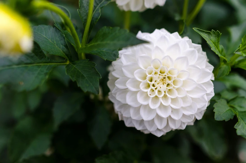 a close up of a white flower with green leaves, by Elizabeth Durack, unsplash, arabesque, dahlias, albino dwarf, ornamental rober, high quality product photo