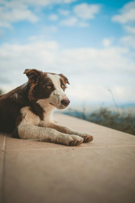 a brown and white dog laying on a sidewalk, pexels contest winner, on the top of a hill, aussie, today\'s featured photograph 4k, geometrically realistic