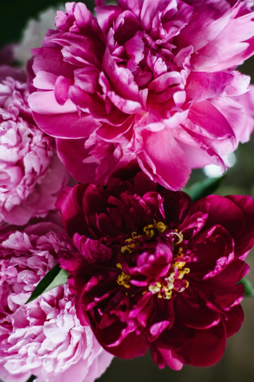 a bunch of pink and white flowers in a vase, unsplash, baroque, rich deep pink, detail shot, black peonies, close together