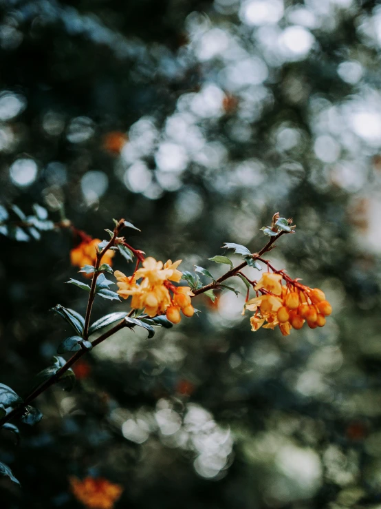 a close up of a plant with orange flowers, inspired by Elsa Bleda, unsplash contest winner, nothofagus, deep moody colors, kyoto inspired, instagram photo