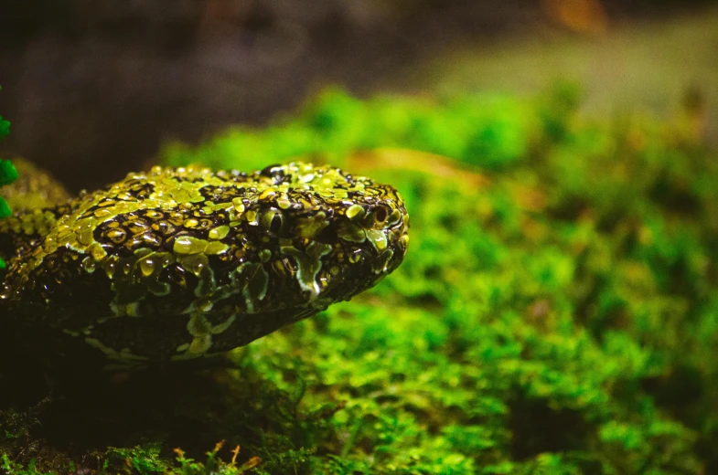 a green toad sitting on top of a moss covered ground, a macro photograph, by Adam Marczyński, trending on pexels, fantastic realism, snake skin, ethereal eel, moss terrarium, avatar image